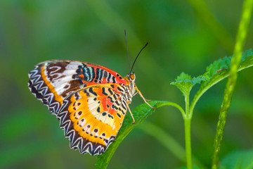 Obraz na płótnie Canvas Beautiful butterfly in nature.