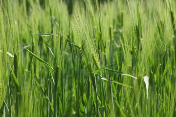 Obraz premium Close up of green wheat in field