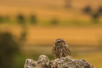 Little owl in Montgai, Lleida, Spain