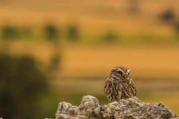 Little owl in Montgai, Lleida, Spain