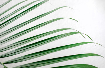 Tropical palm leaves, greenery against white wall. Creative layout, toned image filter, minimalism