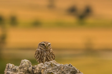 Little owl in Montgai, Lleida, Spain