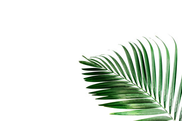 Tropical palm leaves, greenery against white wall. Creative layout, toned image filter, minimalism, copy space