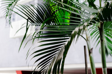 Tropical palm leaves, greenery against white wall. Creative layout, toned image filter, minimalism
