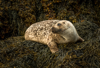 Relaxing Common Seals At The Coast Near Dunvegan Castle On The Isle Of Skye In Scotland