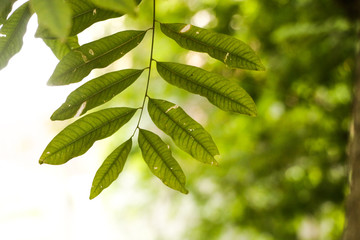Leaf Soap Nut Tree in Garden