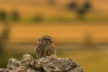 Little owl in Montgai, Lleida, Spain