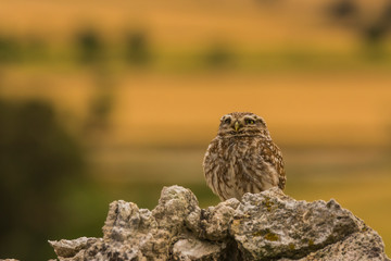 Little owl in Montgai, Lleida, Spain