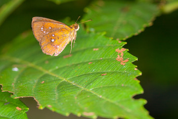 Beautiful butterfly in nature.