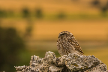 Little owl in Montgai, Lleida, Spain
