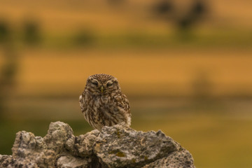 Little owl in Montgai, Lleida, Spain
