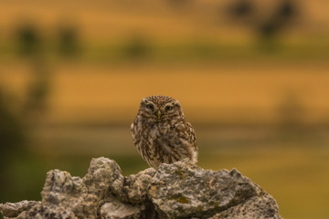 Little owl in Montgai, Lleida, Spain