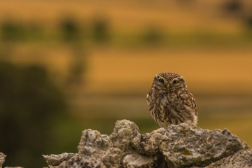 Little owl in Montgai, Lleida, Spain