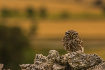 Little owl in Montgai, Lleida, Spain