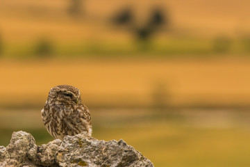 Little Owl in Montgai, Lleida, Spain
