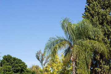 Fototapeta premium park outdoor natural environment with palms trees and blue sky background in clear summer weather time, copy space