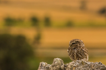 Little Owl in Montgai, Lleida, Spain