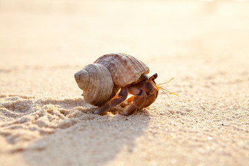 Small hermit crab in the sand of the island Koh Mook, Thailand