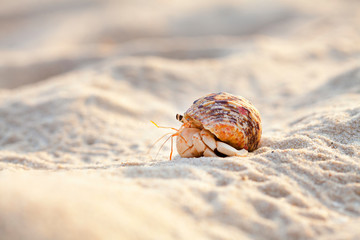 Small hermit crab in the sand of the island Koh Mook, Thailand