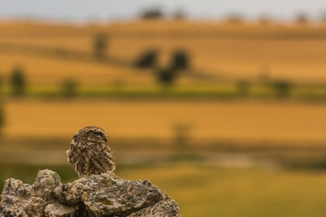Little owl in Montgai, Lleida, Spain