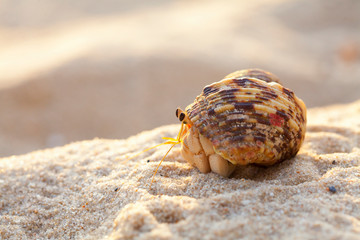 Hermit crab on the sandy beach close-up