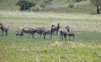 Naklejka na ściany i meble herd of zebras in Maputo Special Reserve Mozambique Africa