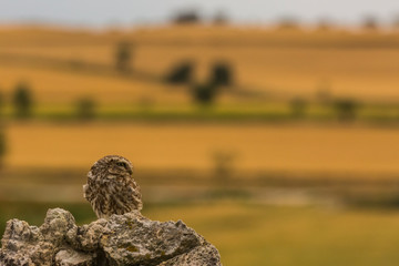 Little owl in Montgai, Lleida, Spain
