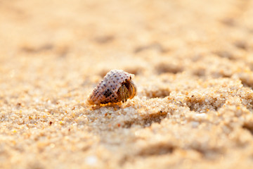 Hermit crab on the sandy beach close-up