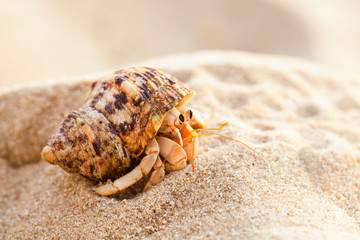 Small hermit crab in the sand of the island Koh Mook, Thailand