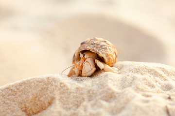 Small hermit crab in the sand of the island Koh Mook, Thailand