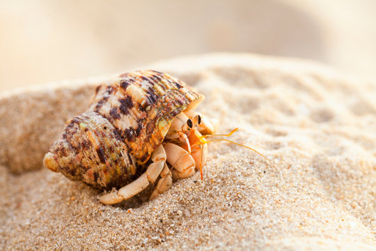 Small hermit crab in the sand of the island Koh Mook, Thailand