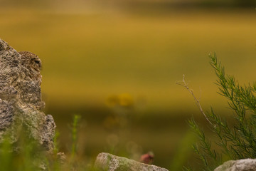 Little owl in Montgai, Lleida, Spain