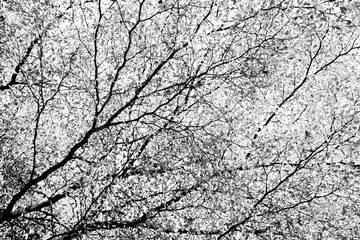 Leafless branches isolated on white background