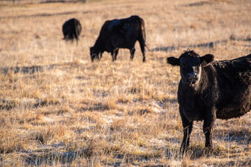 Cattle graze in a field as the sun rises