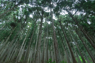 Conifer tree trunks in the Mitarai ravine Nara,Japan.