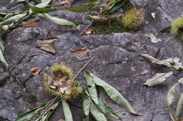 Close up of ripe sweet chestnut in the forest