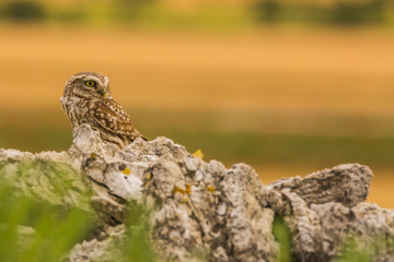 Little Owl in Montgai, Lleida, Spain