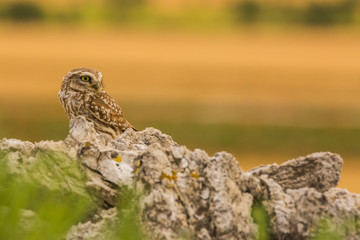 Little Owl in Montgai, Lleida, Spain