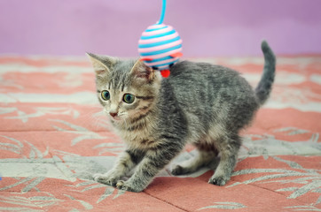 Fototapeta na wymiar Beautiful gray striped kitten playing with a toy.