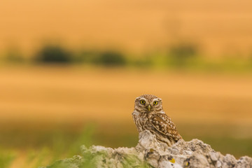 Little owl in Montgai, Lleida, Spain