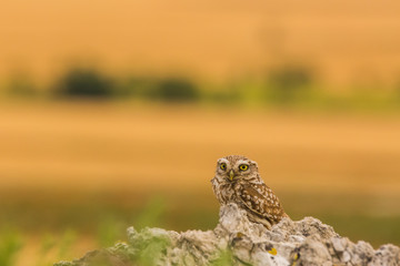 Little Owl in Montgai, Lleida, Spain