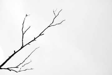 Bare tree branches