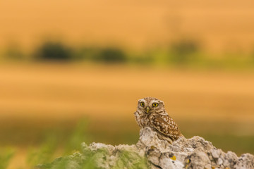 Little Owl in Montgai, Lleida, Spain