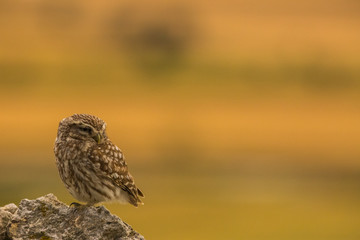 Little Owl in Montgai, Lleida, Spain