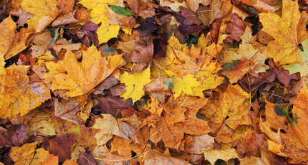 Autumn Background with Fallen Tree Leaves on Park Alley. Outdoor Forest Nature Scene of Fall Landscape with Vibrant Orange Fallen Autumn Maple Leaf Laying on the Ground, Autumnal Textured Backdrop