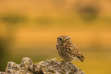 Little owl in Montgai, Lleida, Spain