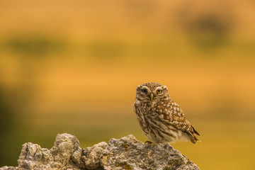 Little owl in Montgai, Lleida, Spain