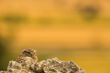 Little Owl in Montgai, Lleida, Spain