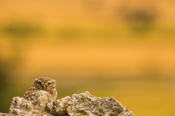 Little Owl in Montgai, Lleida, Spain