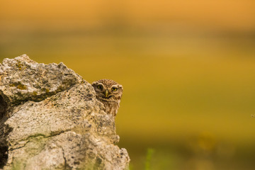 Little Owl in Montgai, Lleida, Spain
